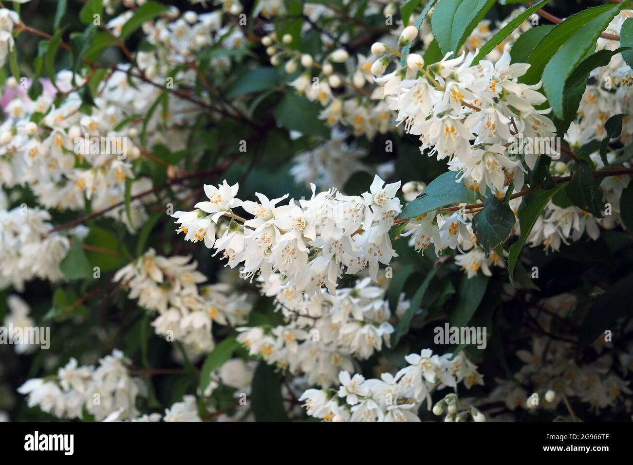 Deutzia sp., Deutzien, gyöngyvirágcserje, Budapest, Hungary, Magyarország, Europe Stock Photo