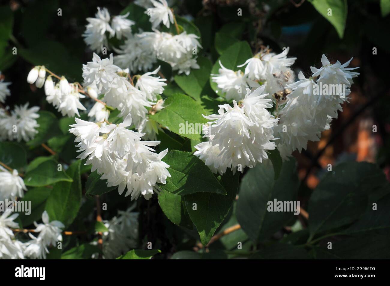 Deutzia sp., Deutzien, gyöngyvirágcserje, Budapest, Hungary, Magyarország, Europe Stock Photo
