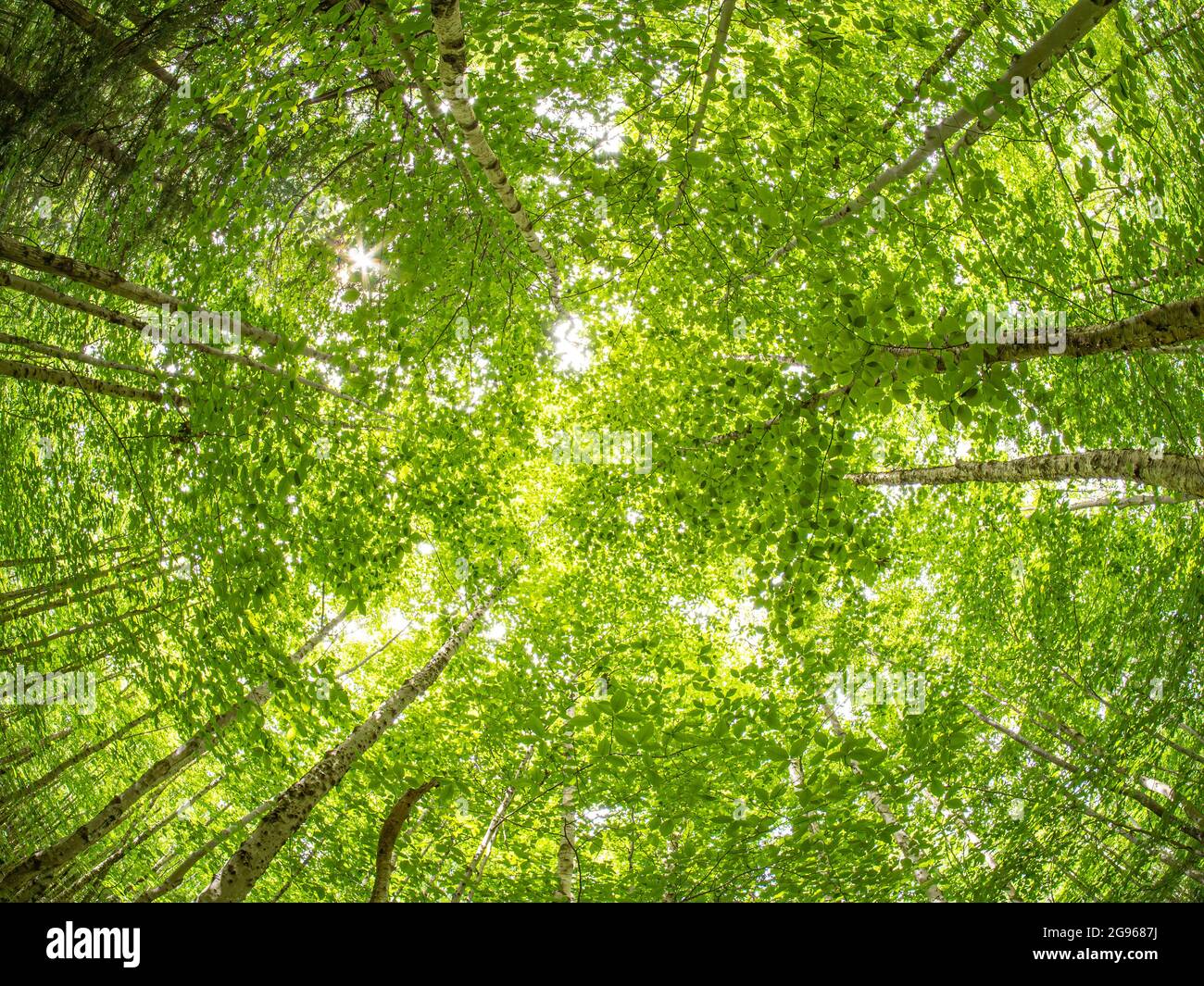 Birch tree canopy during summer, Acadia National Park, Maine Stock