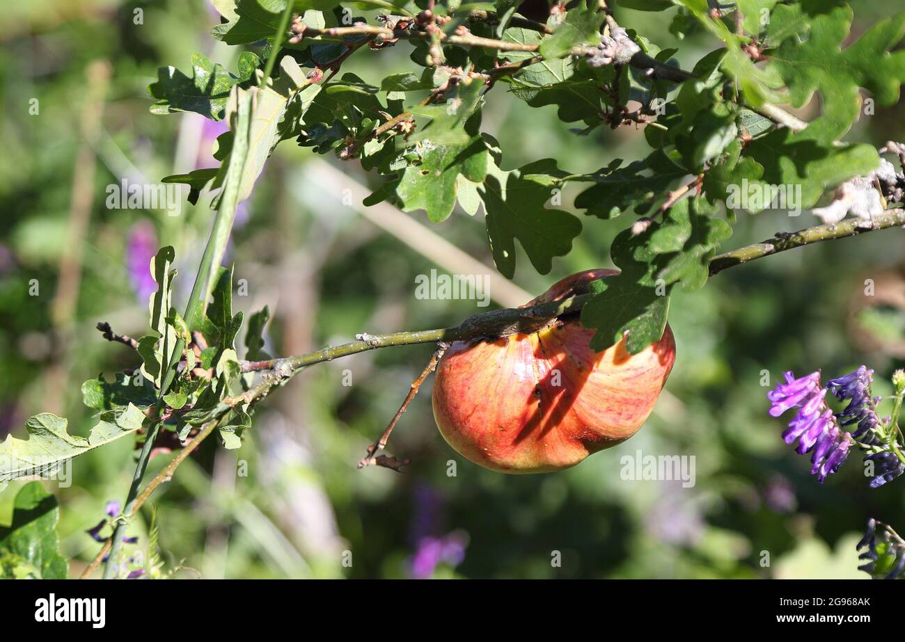 Oak Apple Gall -Wasp larvae infestation of an oak tree causes these ...