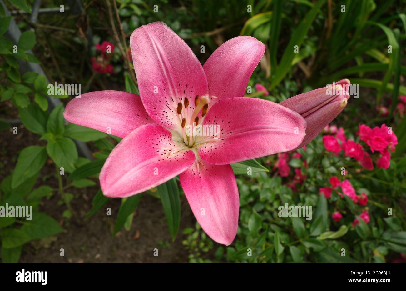 Beautiful pink lily with pink roses in the background. It's an asiatic hybrid. The color is old pink with white in the middle. The dots are dark red. Stock Photo