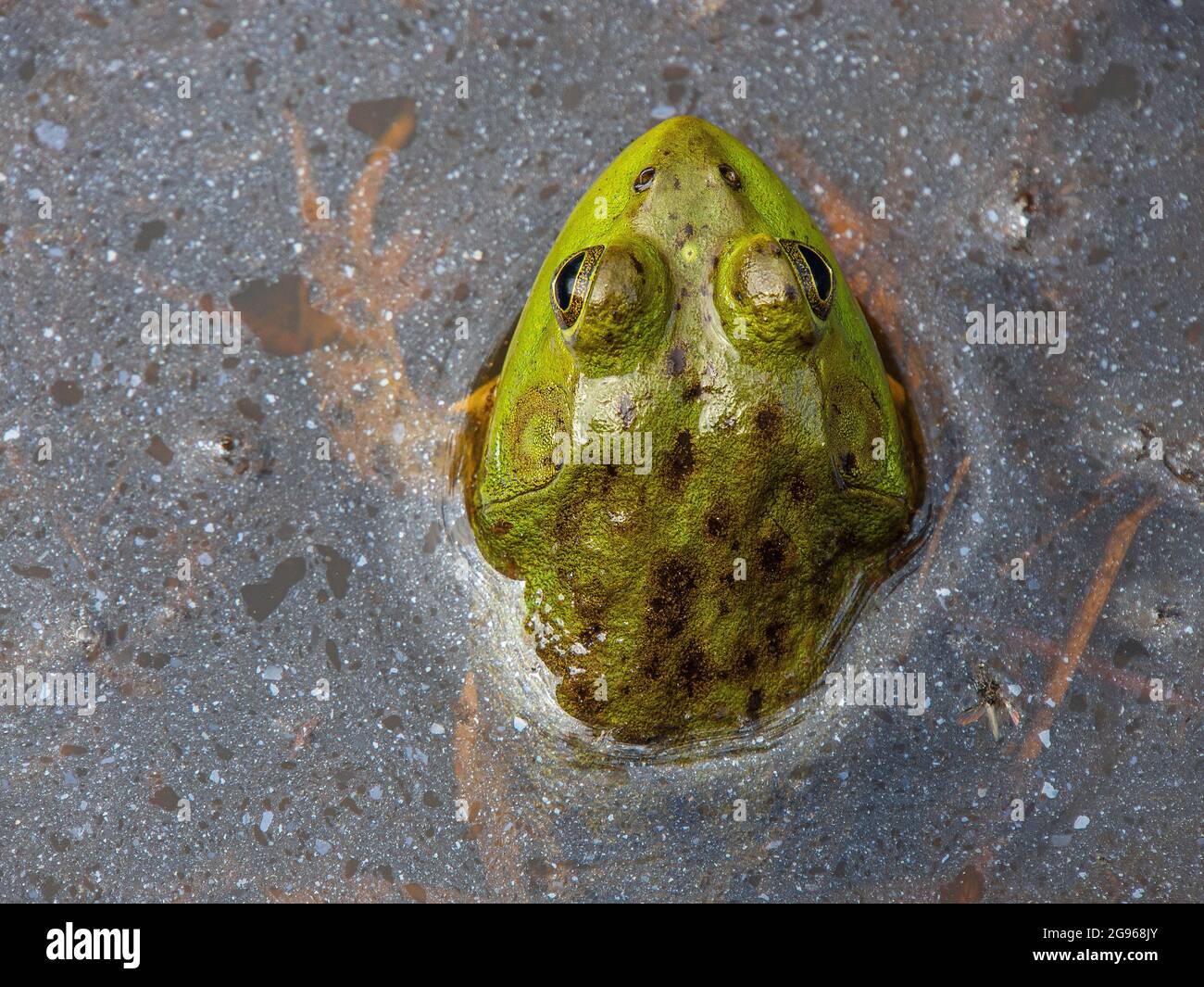 Green frog in pond, Acadia National Park, Maine Stock Photo - Alamy