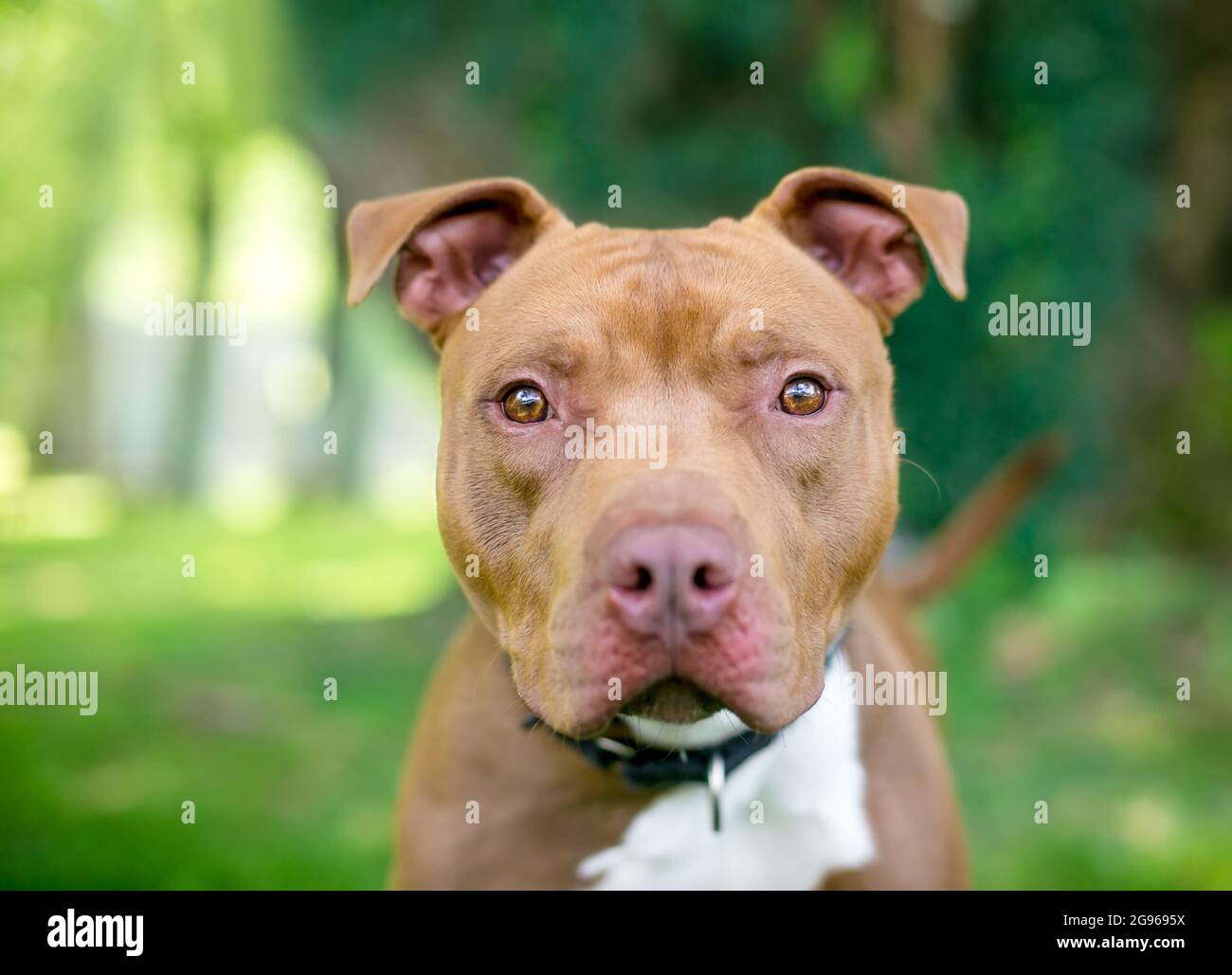 Pit bull looking into the camera hi res stock photography and