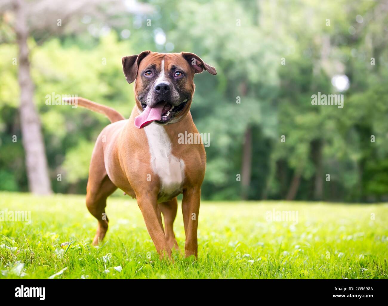 A Boxer x Pit Bull Terrier mixed breed dog with a long tongue standing  outdoors and panting Stock Photo - Alamy