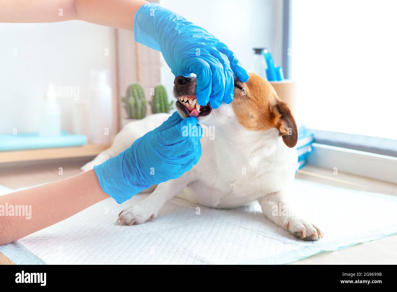 A veterinarian in blue gloves examines the teeth of a Jack Russell Terrier dog. Dentist of pets. Dog dental care, dental calculus removal, gum Stock Photo