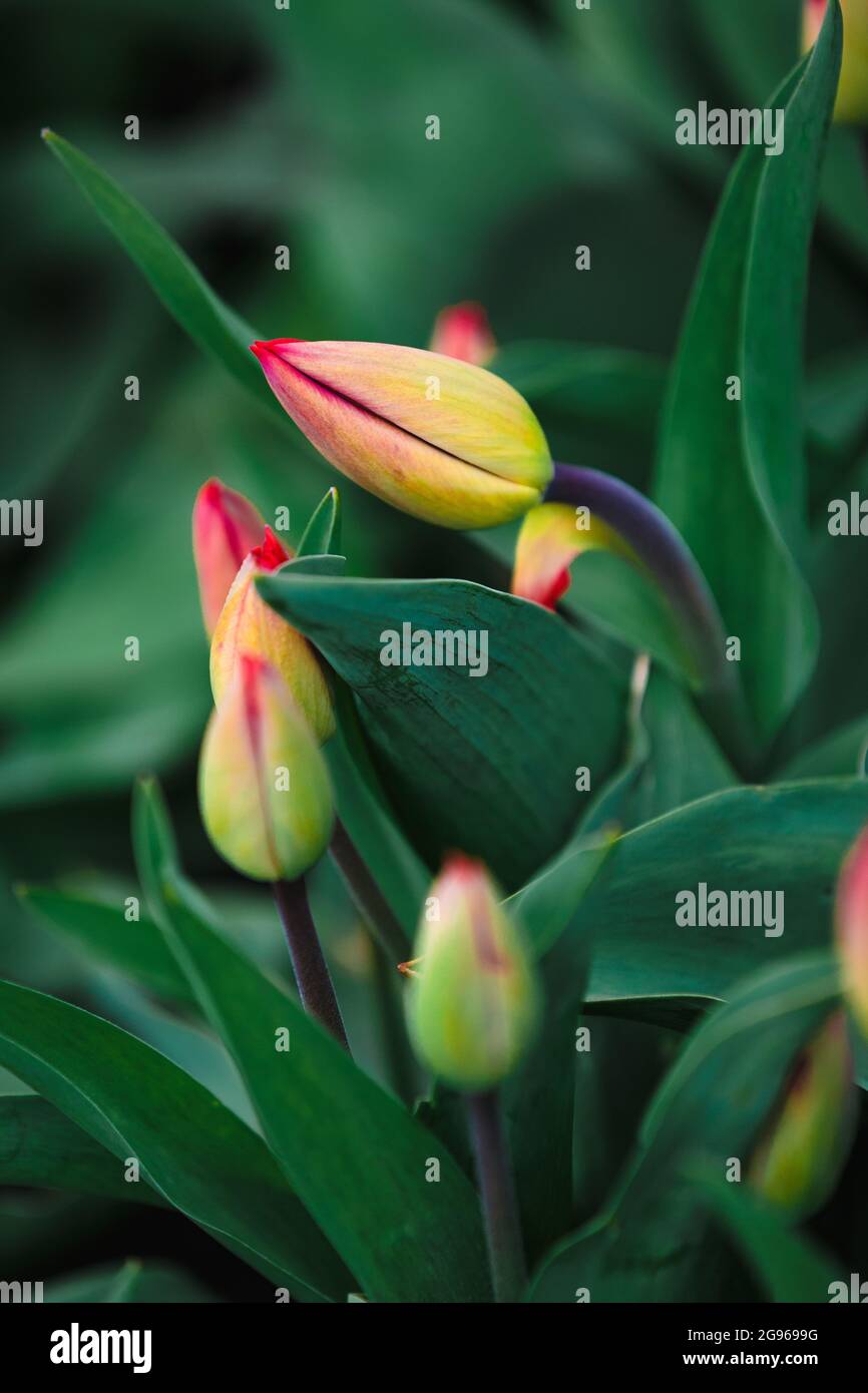 Young folded tulip buds with on blurry green leaves background. Spring