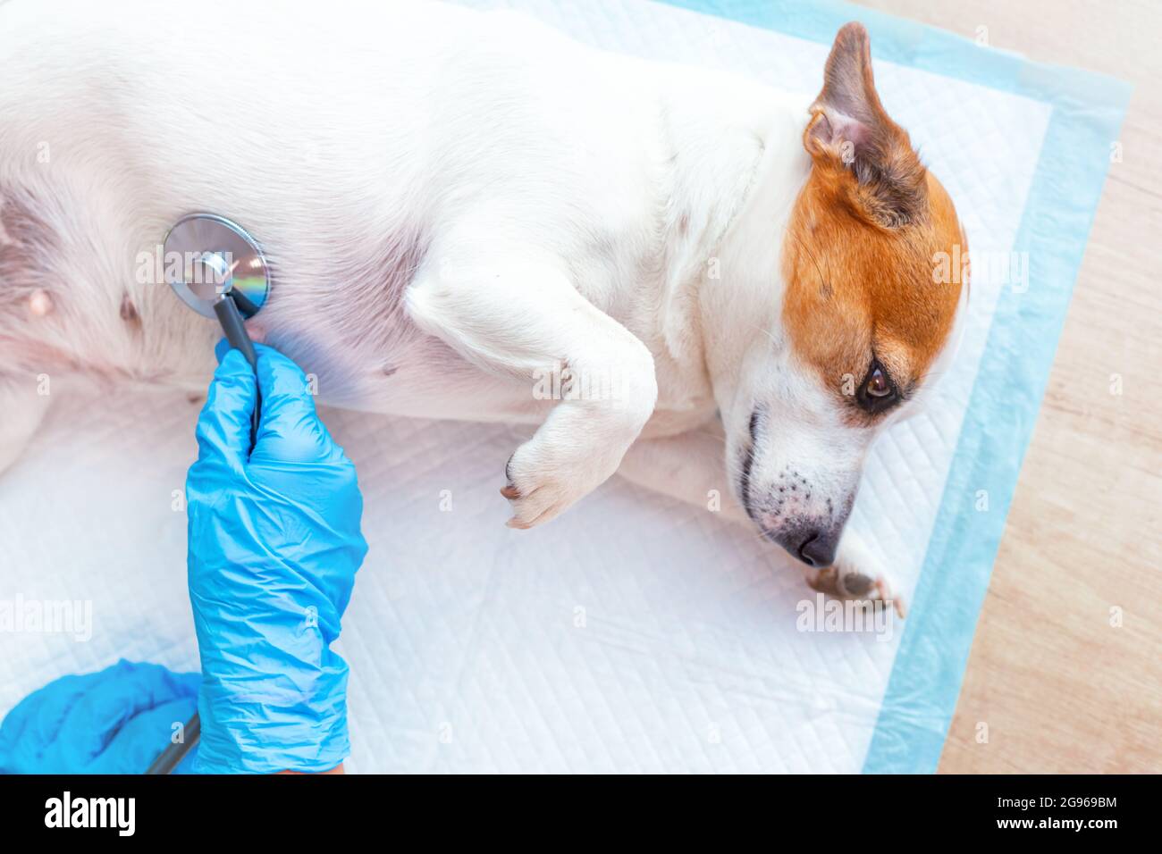 A vet doctor's hands in medical gloves examine a Jack Russell Terrier dog lying on a disposable