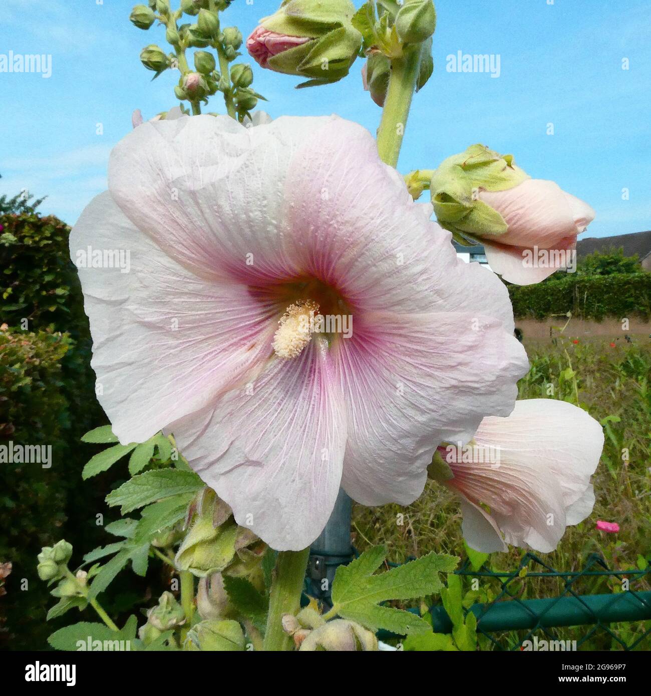 A white-pink Alcea rosea against a blue sky. The common hollyhock, is an ornamental dicot flowering plant in the family Malvaceae. Stock Photo