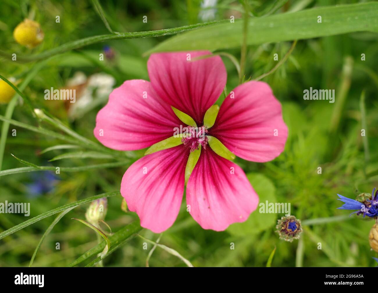 Malope trifida mallow-wort, annual malope, maloppi, purple Spanish mallow is a species of Malope native to the Western Mediterranean Region. Stock Photo