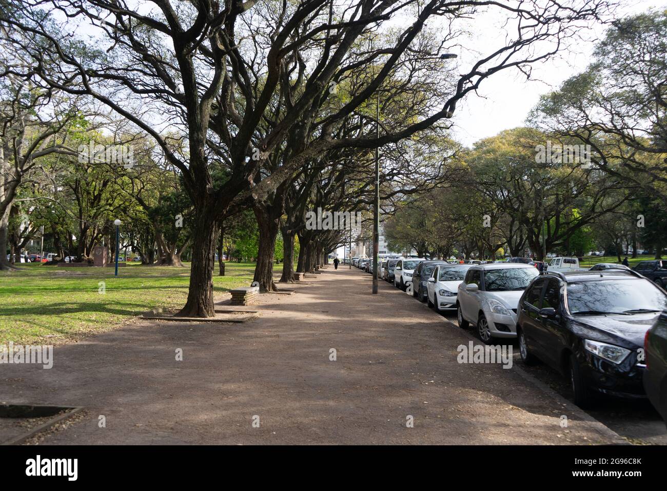 Tree-lined street with parked cars in Montevideo Stock Photo