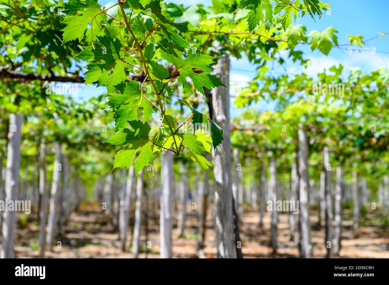 Panoramic of an Ecuadorian vineyard crop ready to be harvested. Raw red and white wine grapes, leafs, sunny day. Stock Photo