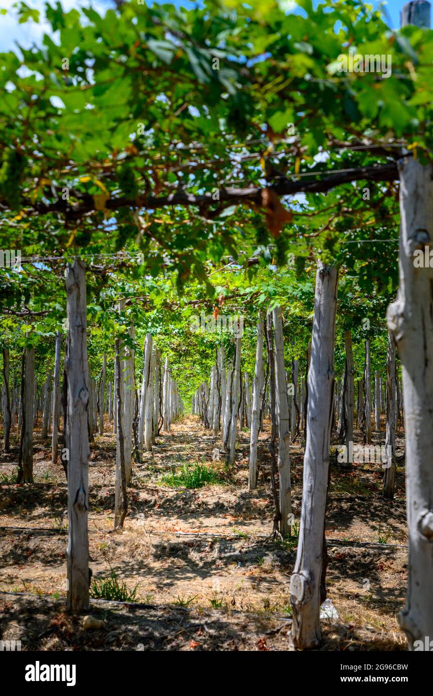 Panoramic of an Ecuadorian vineyard crop ready to be harvested. Raw red and white wine grapes, leafs, sunny day. Stock Photo
