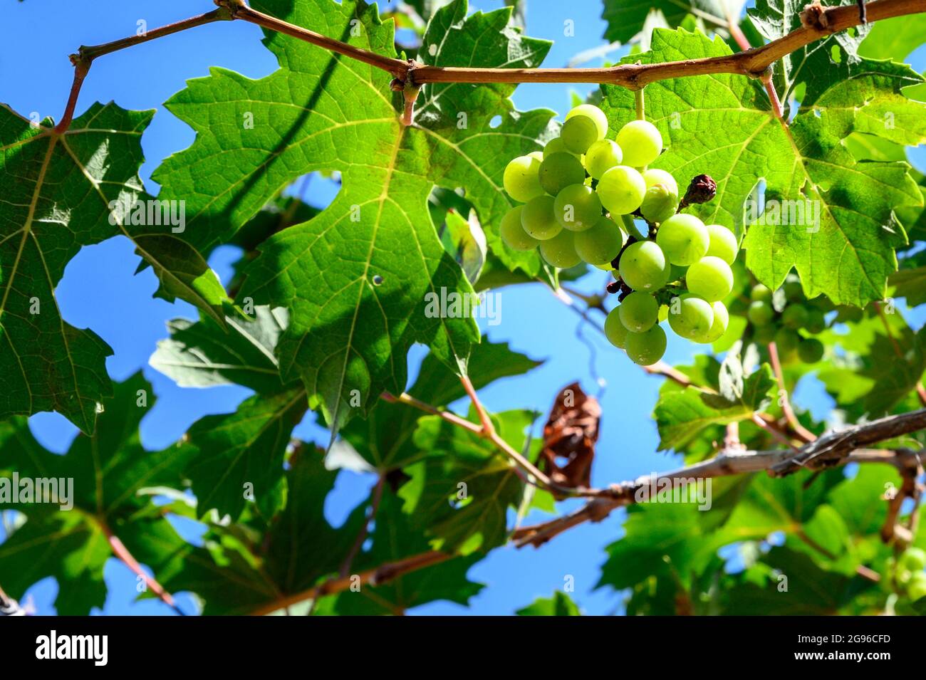 Close up of green white wine grapes in a vineyard crop ready to be harvested. Green leafs around the grapes, sunny day. Stock Photo