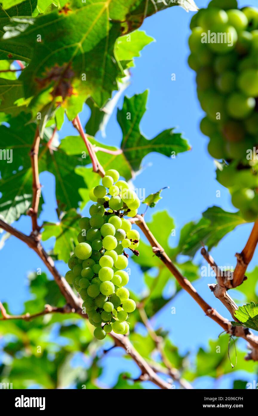 Close up of green white wine grapes in a vineyard crop ready to be harvested. Green leafs around the grapes, sunny day. Stock Photo