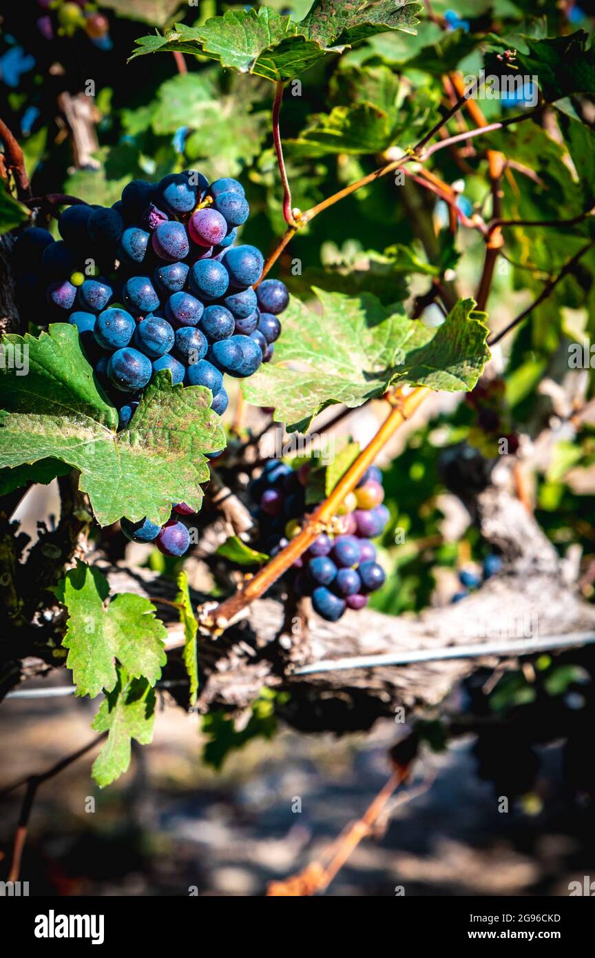 Close up of red wine grapes in a vineyard crop ready to be harvested. Green leafs around the grapes, sunny day. Stock Photo