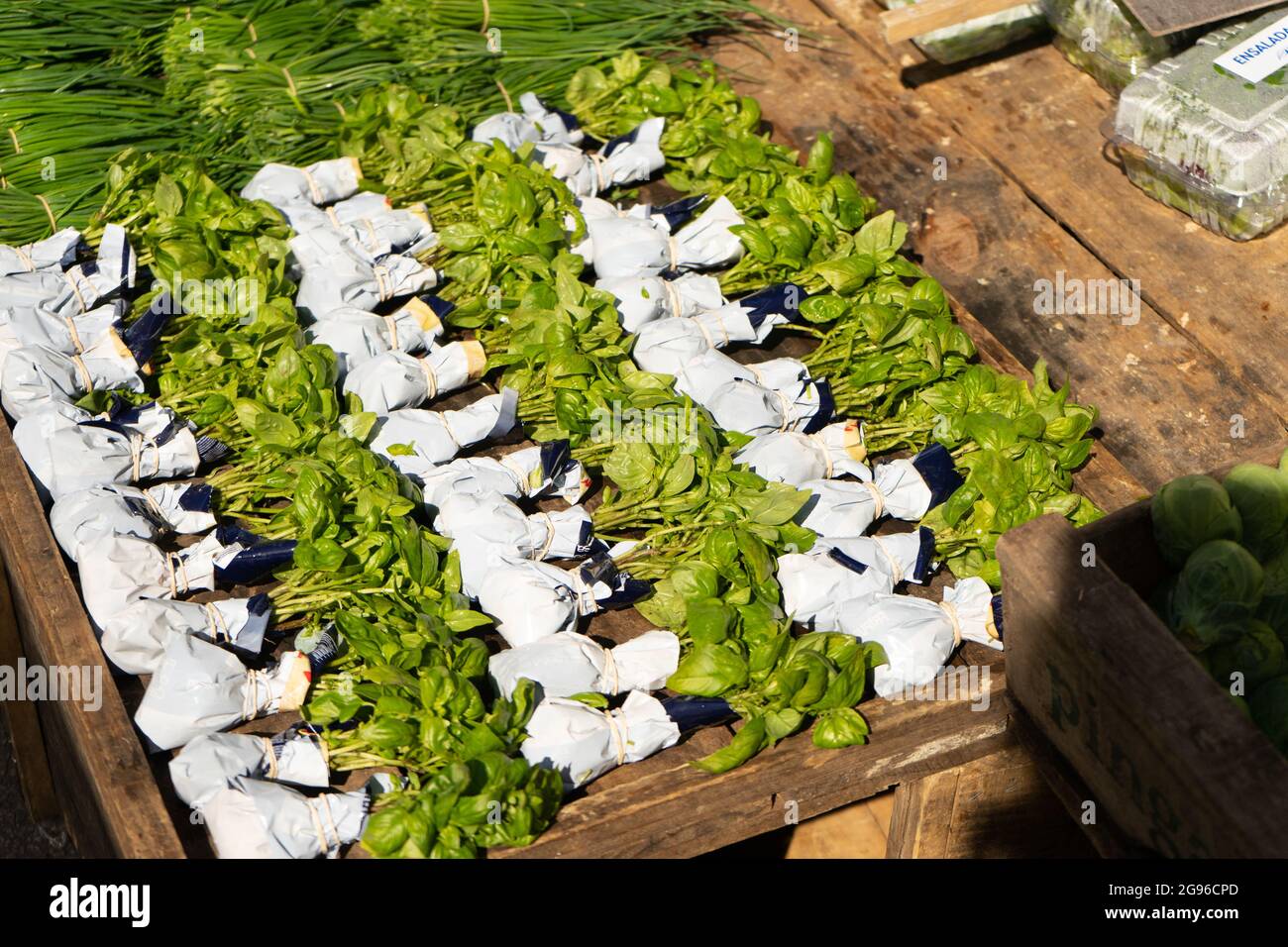 Basil for sale in street fair. Montevideo, Uruguay Stock Photo