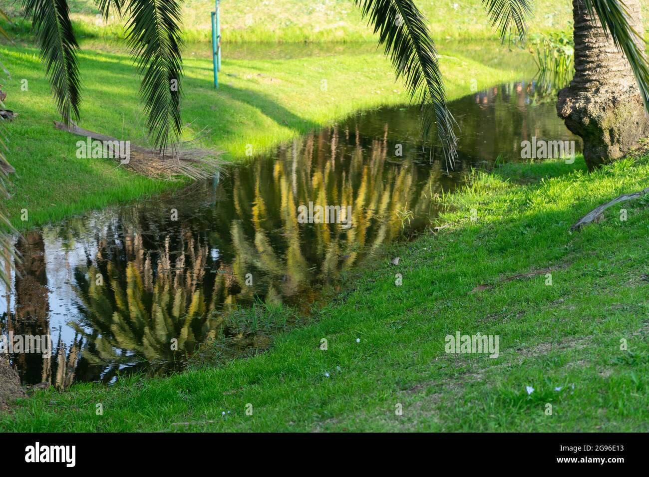 Reflection of trees in water at Parque Rodo, Montevideo Stock Photo - Alamy