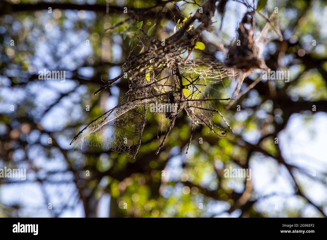 Detail of tree branch with spider web Stock Photo