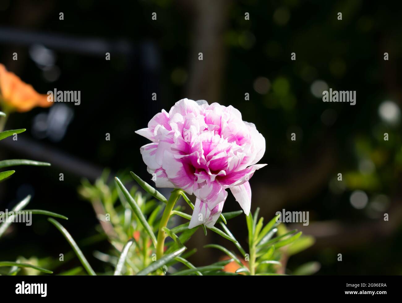A single pink and white double portulaca grandiflora flower growing from a stem with a blurred nature background of plants, flowers and leaves. Stock Photo