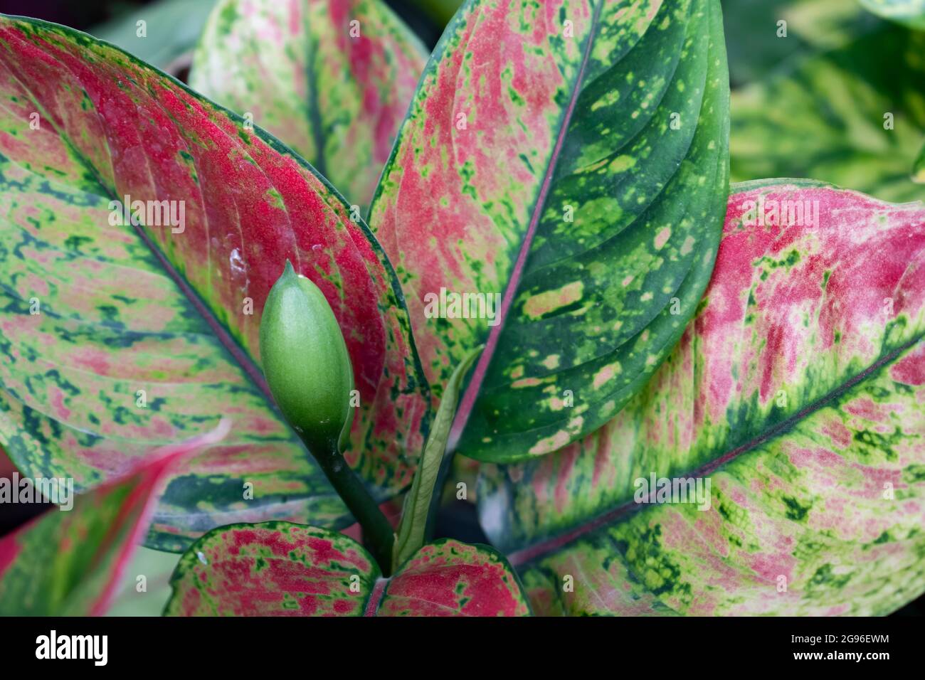 plant dracaena Bicolor Dragon Tree