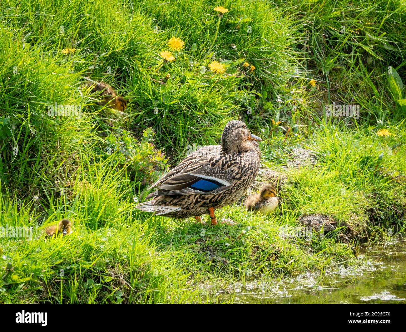 In the streambed of a ditch, lady Mallard shows off her beautiful brown camouflage plumage with bright blue speculum feathers. Mom and ducklings are s Stock Photo