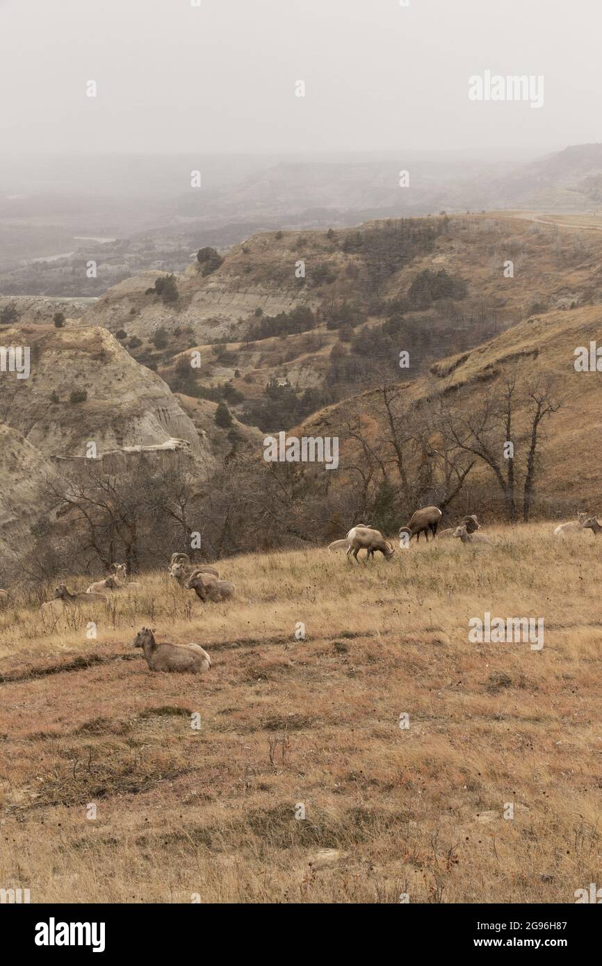 Vertical shot of a bighorn sheep herd in the Theodore Roosevelt ...