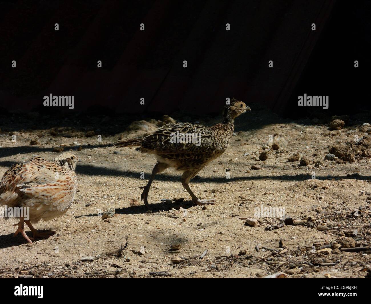 Closeup shot of Brushland tinamou birds on the rocky surface Stock Photo