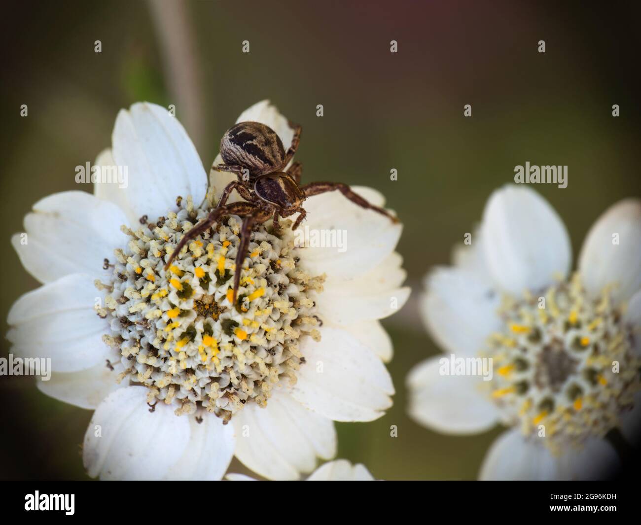 Common Crab Spider Xysticus cristatus on sneezewort flower Achillea ptarmica. Stock Photo