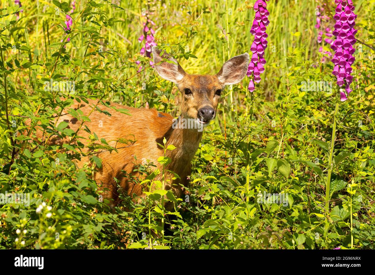 Deer with foxglove, Silverton Marine Park, Silverton, Oregon Stock ...