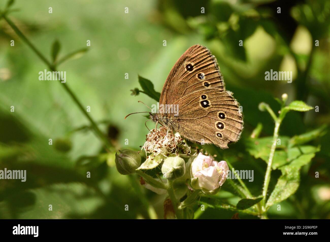 Ringlet butterfly feeding on blackberry bramble blossoms. Hertfordshire, England, UK. Stock Photo