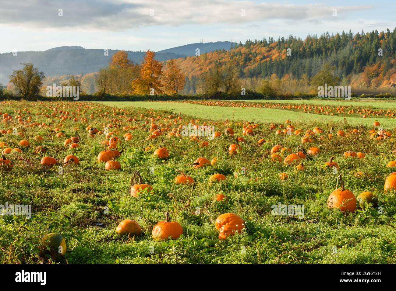 Ripe Orange Pumpkins Growing In The Snoqualmie Valley Of Washington State The Distant Trees Are A Glow With Fall Colors Stock Photo Alamy