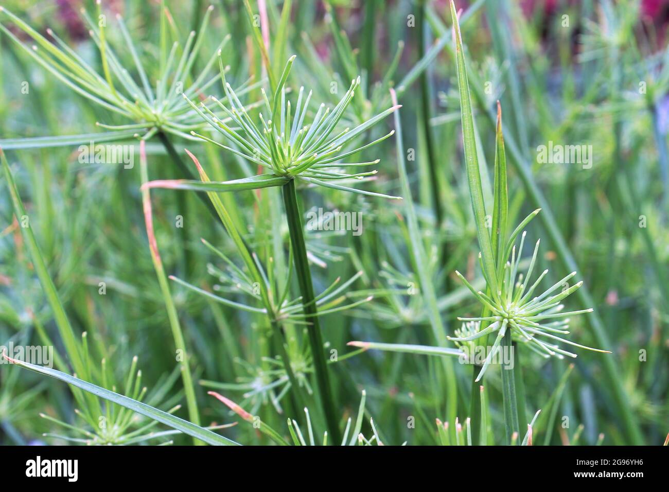 Closeup of cyperus papyrus or Nile Grass growing Stock Photo - Alamy