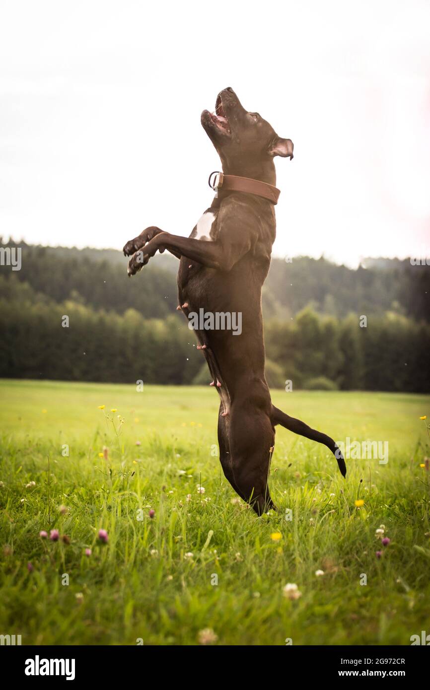 American Pit Bull Terrier jumping Stock Photo Alamy