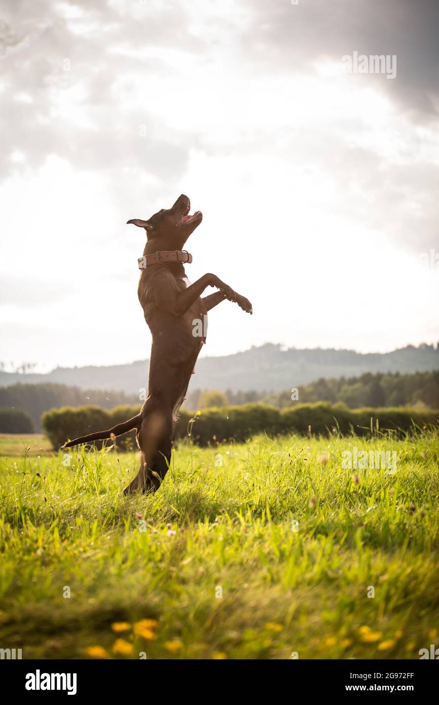 American Pit Bull Terrier jumping Stock Photo Alamy