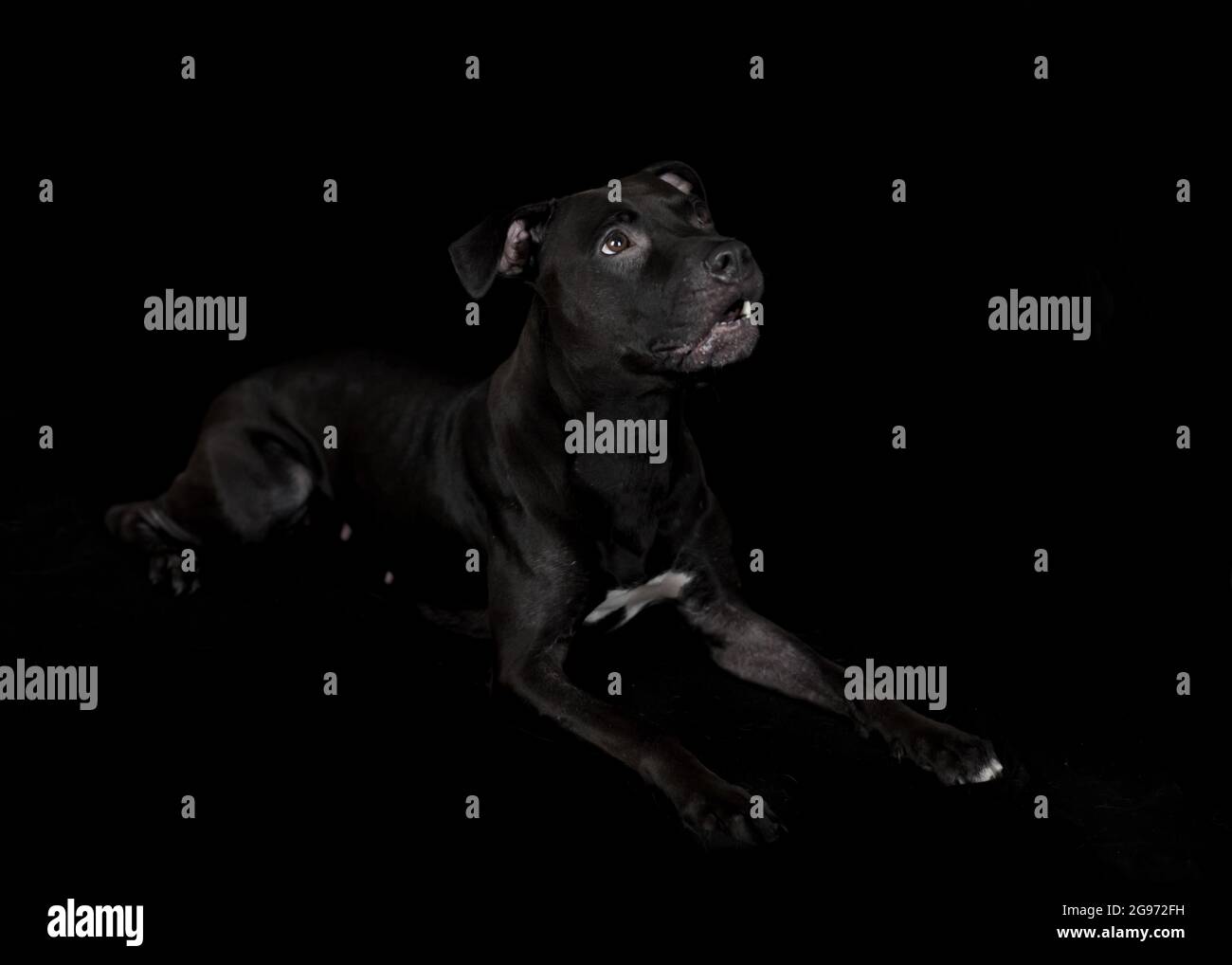 Black American Pit Bull Terrier lying, studio photograph, black background Stock Photo