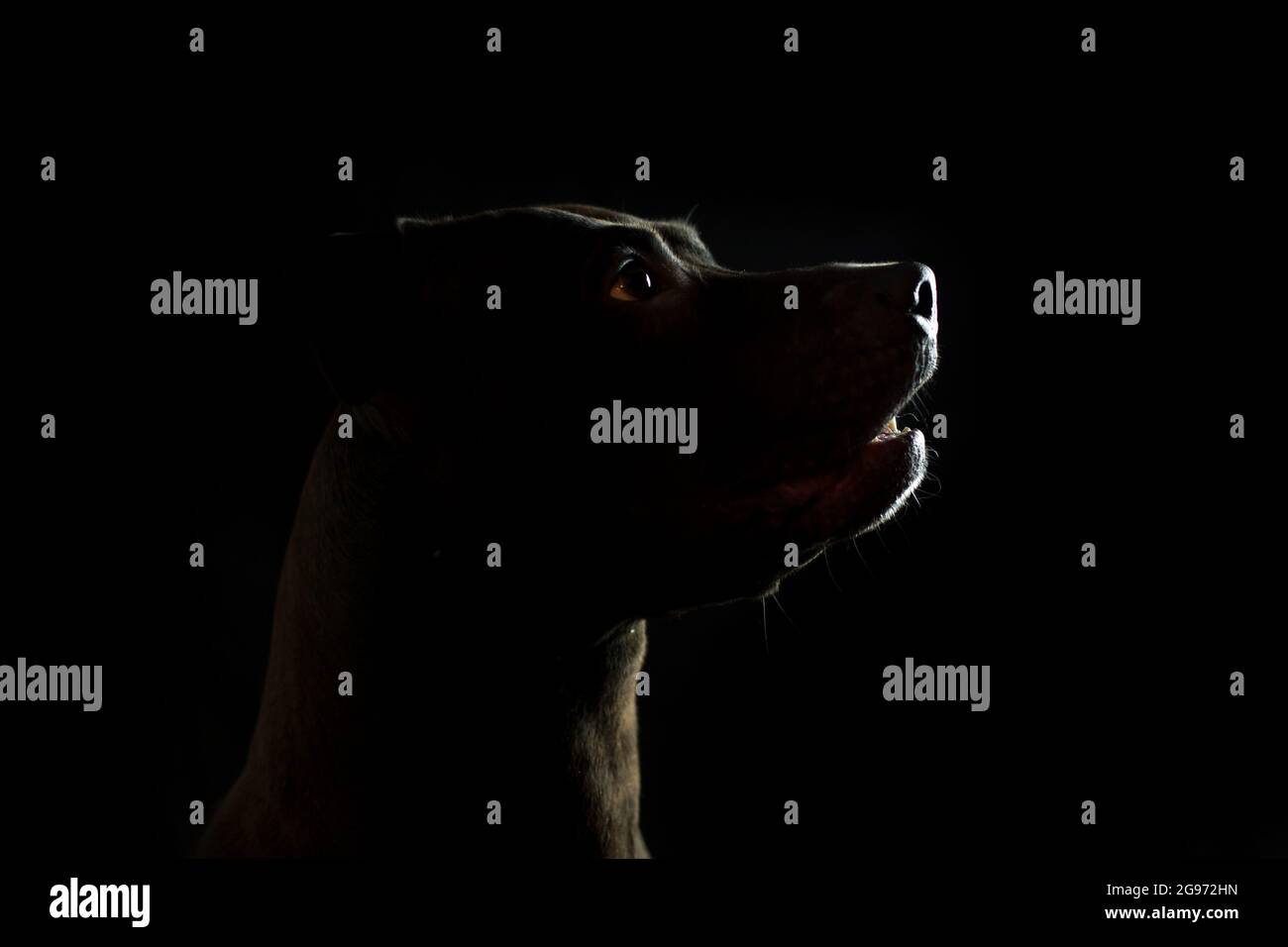 Black American Pit Bull Terrier, studio photograph, black background Stock Photo