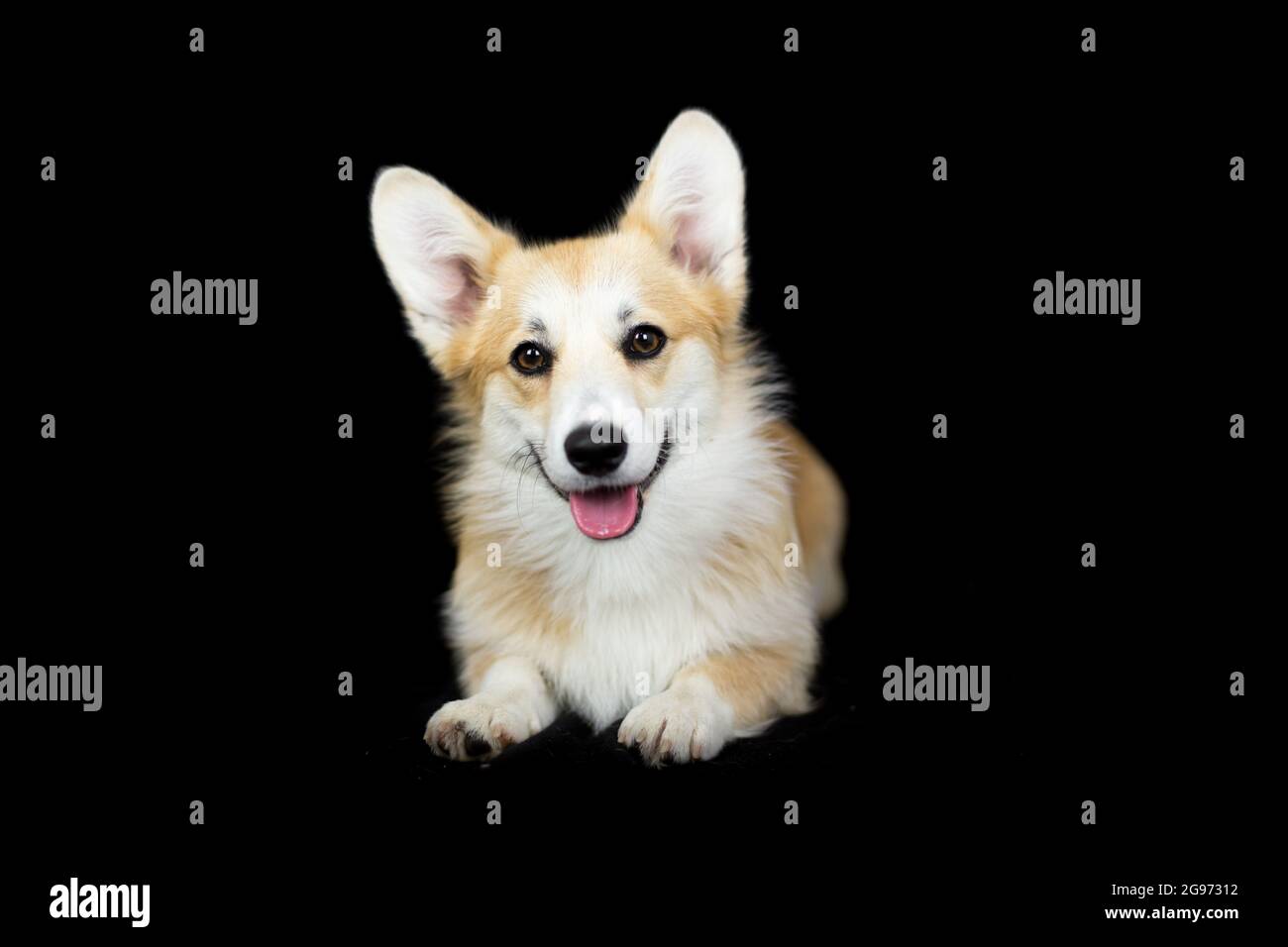 Corgi dog on black hi-res stock photography and images - Alamy
