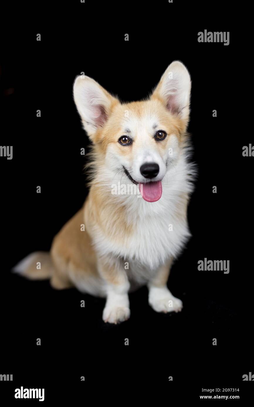 Corgi dog on black hi-res stock photography and images - Alamy