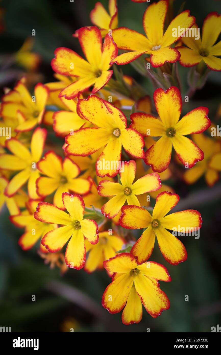 Closeup of Oakleaf Yellow Picotee flowers in bloom Stock Photo