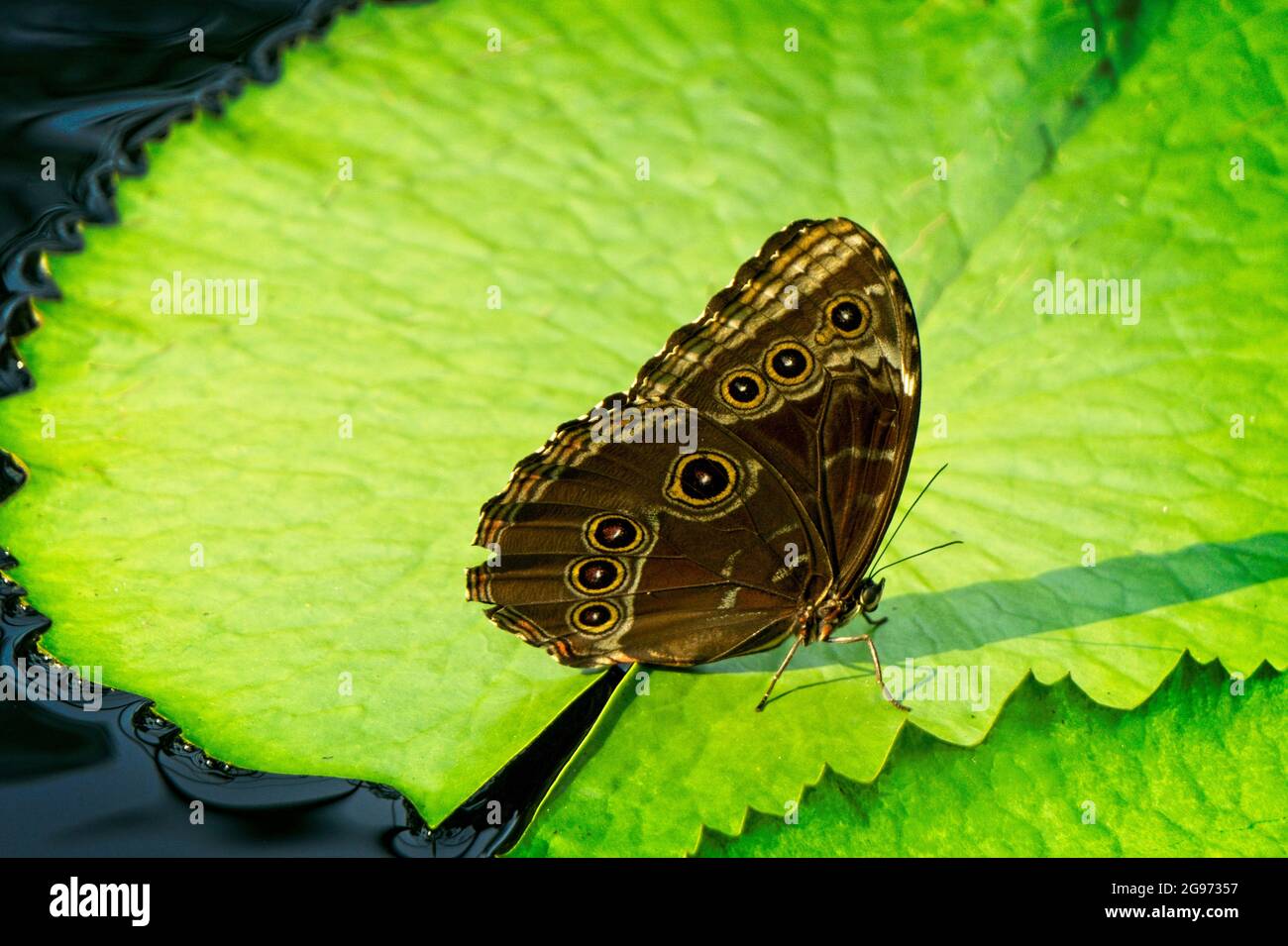 Butterfly pond lily Calgary Alberta Stock Photo Alamy