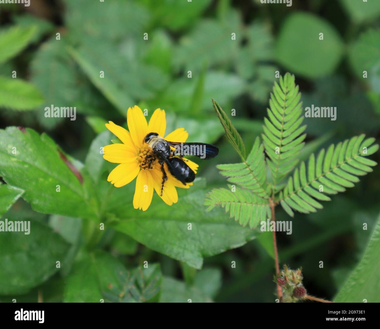 Close up of a carpenter bee drinking nectar from a yellow flower Stock Photo