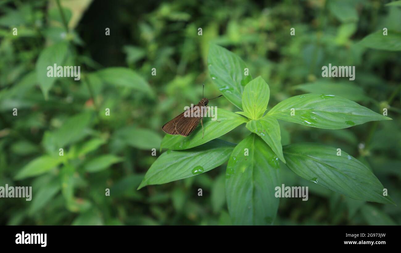 Close up of a Small branded swift butterfly resting on a top of a small wild plant Stock Photo