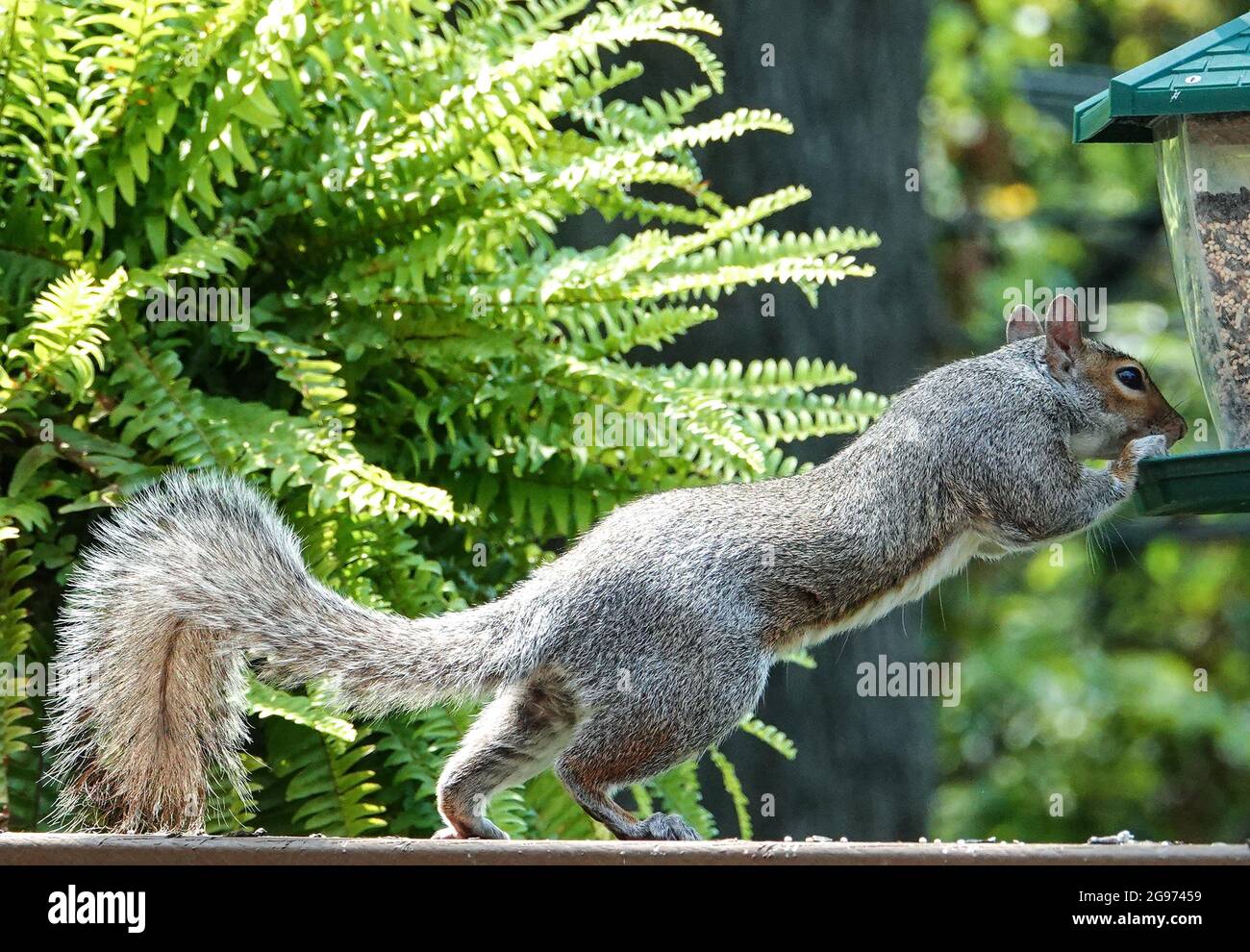 Gray Squirrel steals the bird food Stock Photo Alamy