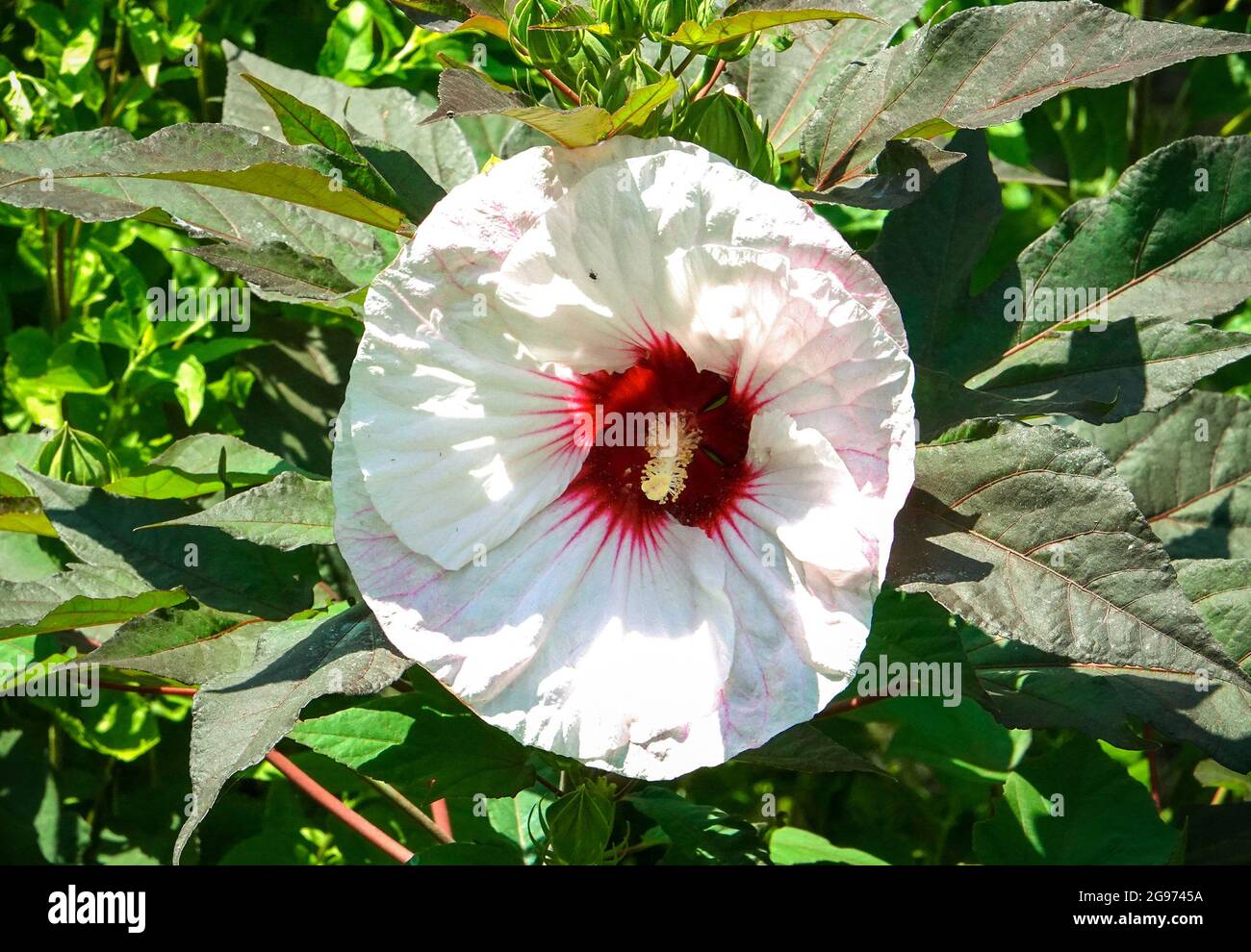 Giant Hibiscus opens wide in the summer garden Stock Photo Alamy