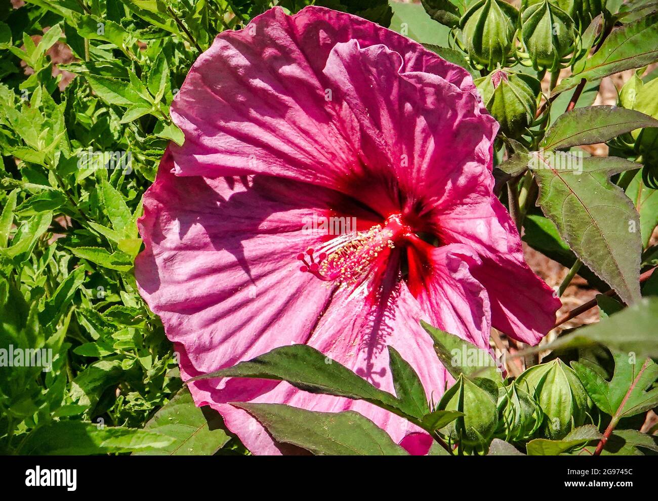 Giant Hibiscus opens wide in the summer garden Stock Photo Alamy