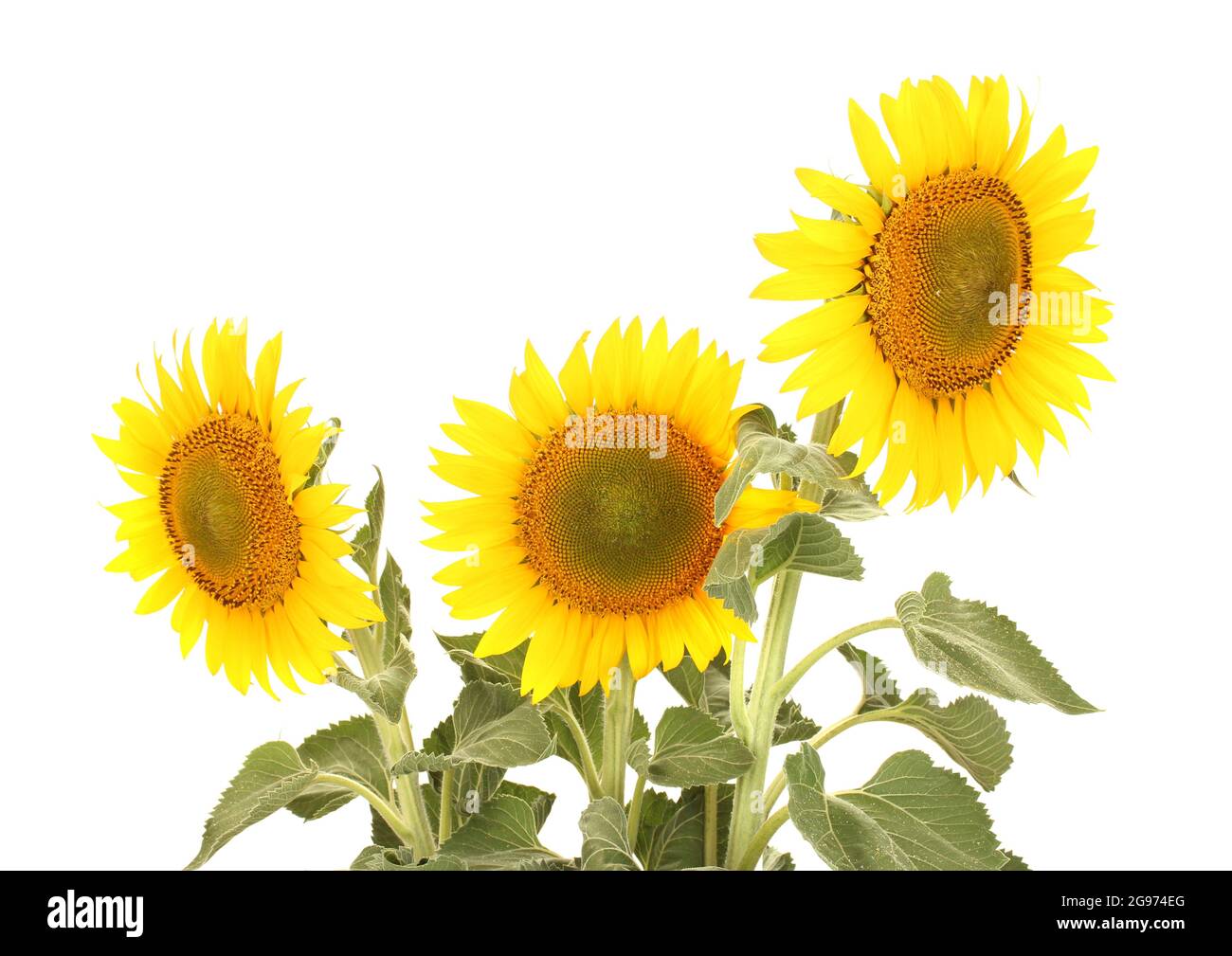 sunflowers isolated on white Stock Photo - Alamy