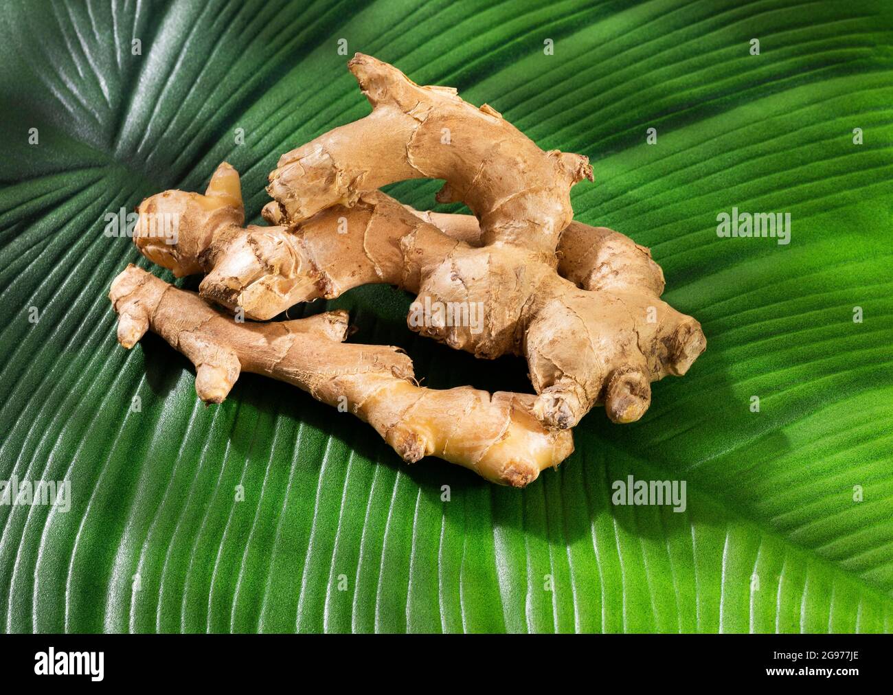 Zingiber officinale Organic fresh ginger root Stock Photo Alamy