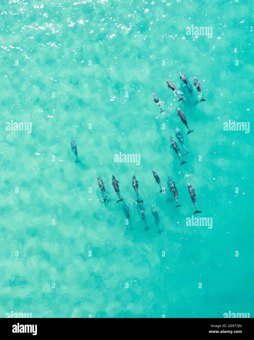 Dolphins pod swimming through blue pristine water Stock Photo