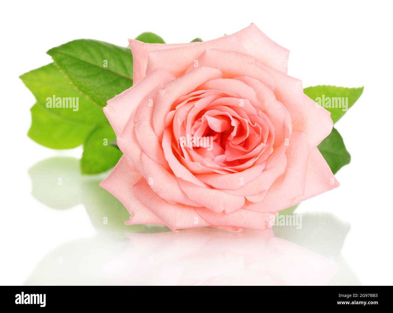 Pink rose isolated on white Stock Photo - Alamy