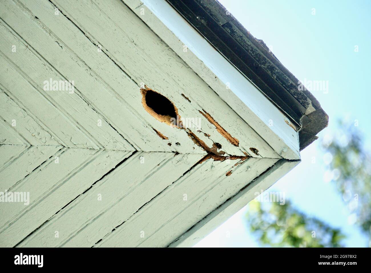Woodpecker hole and damage under eaves of house that needs maintenance by homeowner Stock Photo